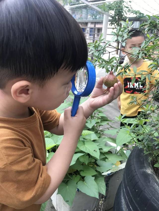 我用放大镜来观察,发现植物的小秘密