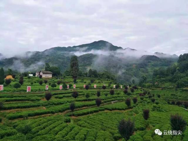 6月29日,雨后初晴,紫阳县解放村康硒天茗茶园云雾缭绕,犹如仙境.