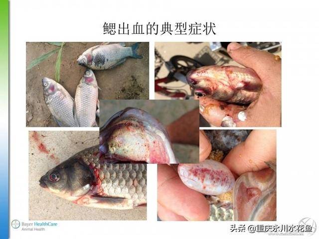 探讨:鲫鱼鳃出血发病是病患还是人祸?