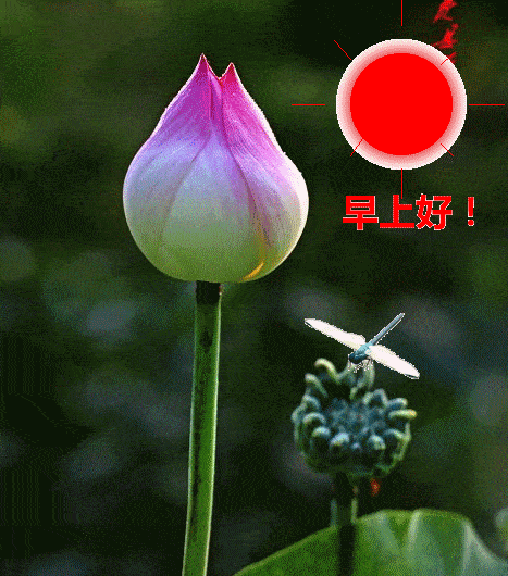 七月早上好图片大全集 2019最新早晨问候图片表情