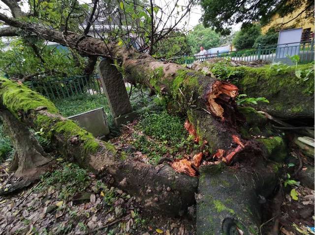 500年古树被雷劈!雷雨季,记住这些锦囊能"保命"!