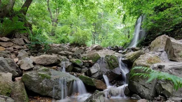 天女山山林茂密,有着原始森林的自然生态,因而是绝佳的夏季避暑之地