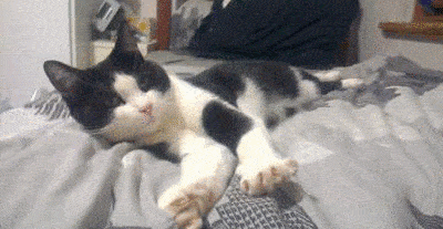 猫打哈欠的时候把手指伸到猫嘴里会发生什么?此时不玩