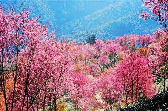 无量山樱花谷却是樱花盛开,鸟语花香