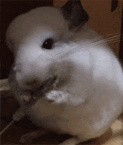 250_293gif 动态图 动图