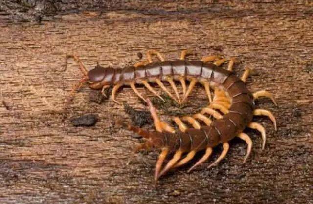 世界上最毒的10种蜈蚣,第6种体型巨大,最后一