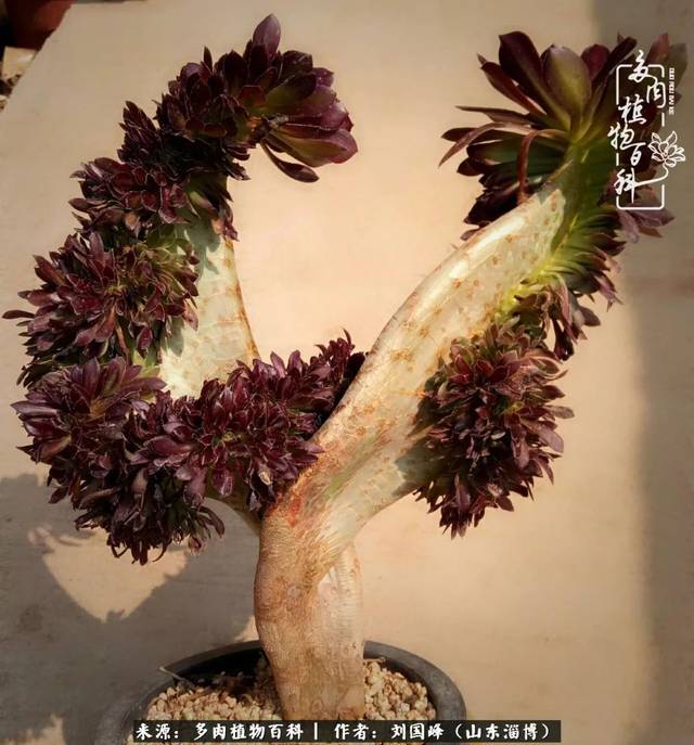 露西娜缀化