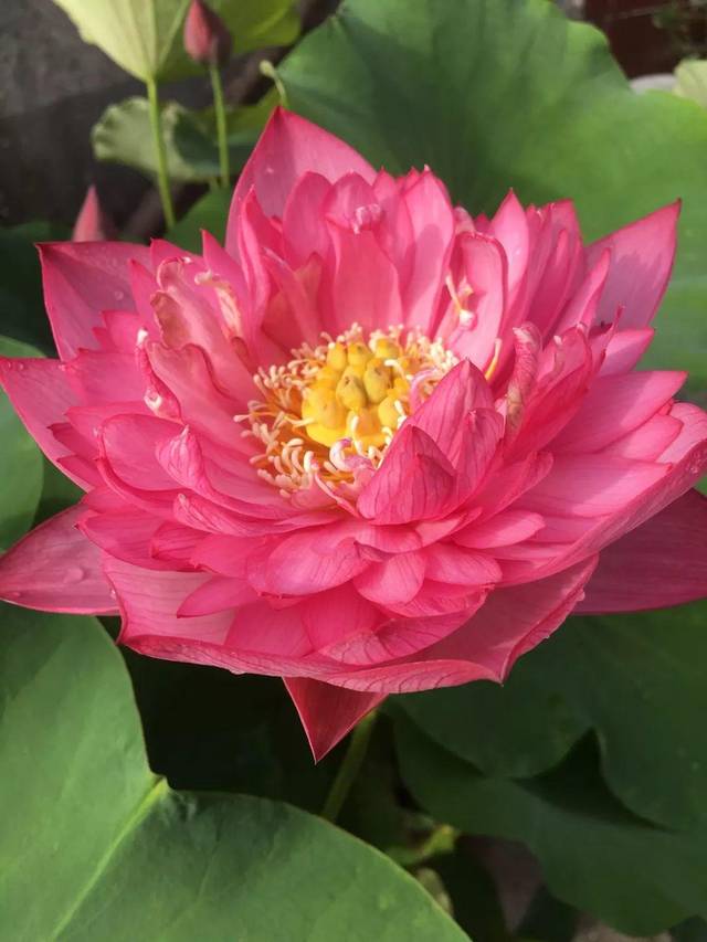 夏天高温天就选养荷花,大水缸里养一颗,清清凉凉一夏天!