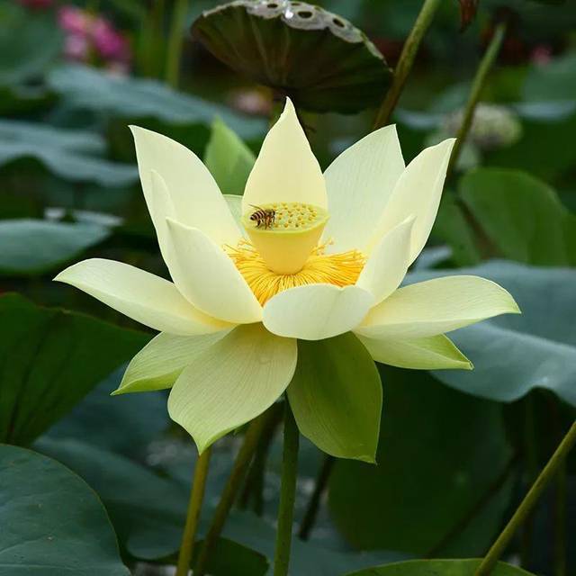 夏天高温天就选养荷花,大水缸里养一颗,清清凉凉一夏天!