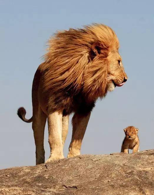 为什么受伤的总是狮子 |小地球坦桑尼亚肯尼亚东北动物百科之狮子篇