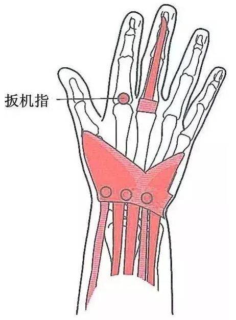 常见软组织损伤压痛点(二)