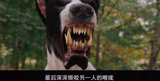 就在外交家家里庆祝11岁生日时,地狱犬并没有出现.