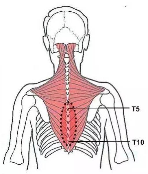 二十三,背部菱形肌压痛点