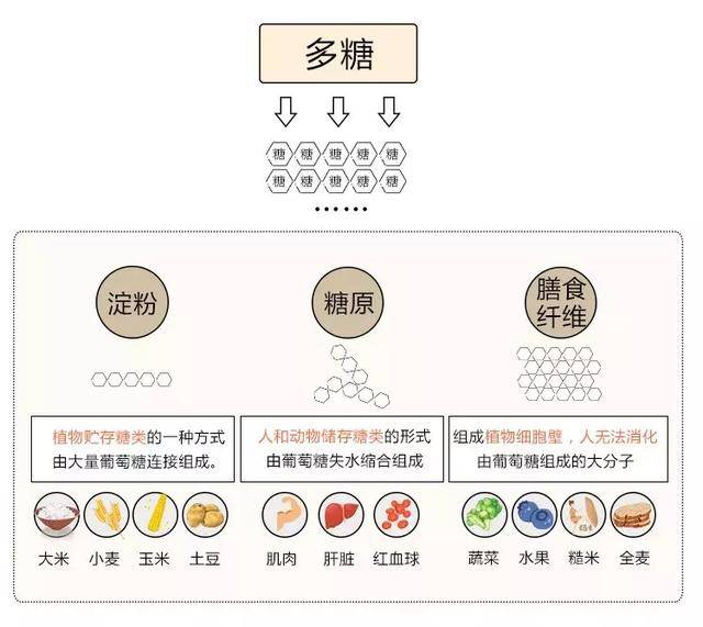 超过10个以上单糖结合的复杂糖类称为多糖;淀粉类食物,纤维素,糖原都