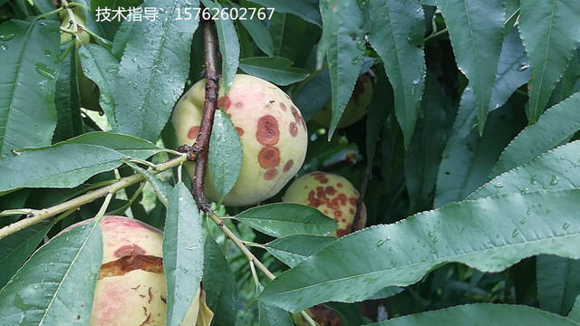 桃子炭疽病造成桃子烂果,有什么好的防治方法?