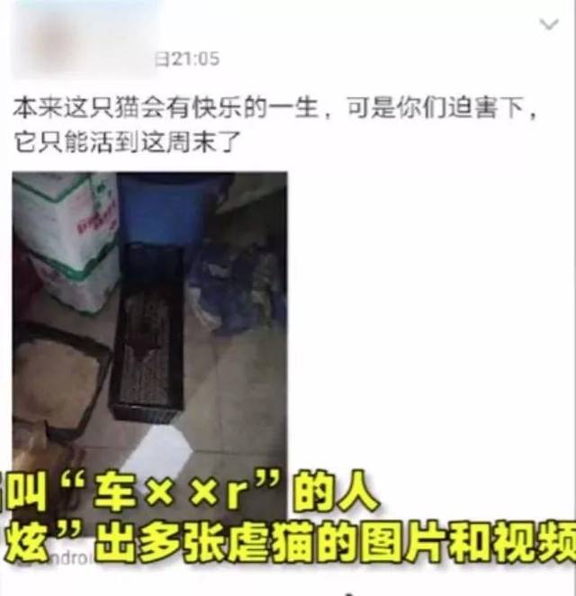 更令人发指的是,发布该视频的男子曾多次在qq空间中上传虐猫视频和