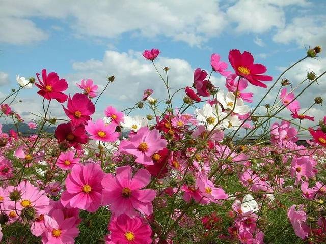 百日草波斯菊硫华菊…花开成海,为夏天再添风景!