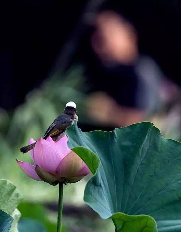 花鸟摄影:一只雀儿一枝莲