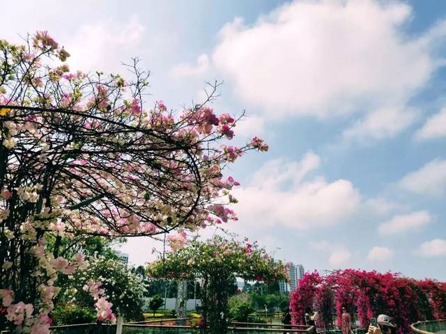 北海市花公园,涠洲岛火山口地质公园