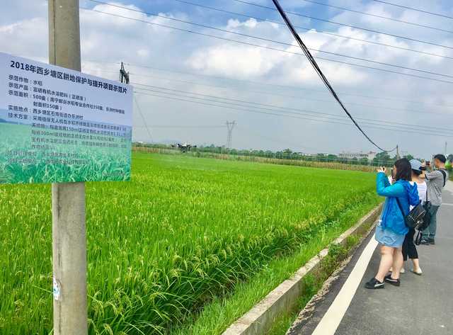 西乡塘区建立500亩水稻富硒有机水溶肥施用推广示范基地