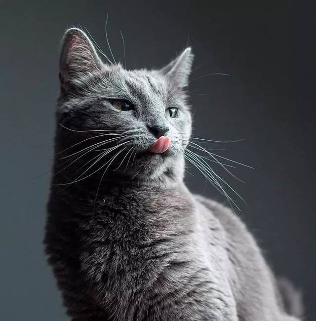 约瑟夫蓝斑猫米兰达米兰达来摄影师 平台声明