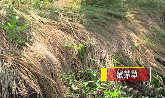 鼠茅草滴灌,这是所有大型农场和果园必备的"武器,这样的装备让果树地