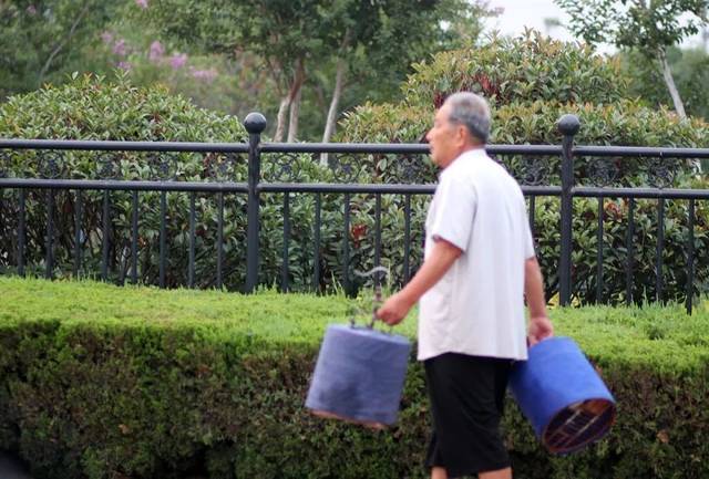 沂水电力公园,一位退休老人在悠闲的遛鸟,尽享夏日清晨的凉爽.