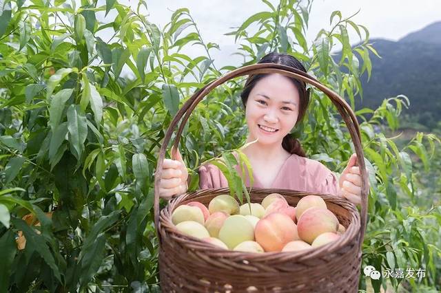 永嘉这里进入桃为媒时代!这个夏天可以摘桃子解馋了