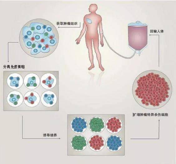 通过研究生物细胞治疗肿瘤,超级免疫技术,肿瘤靶向治疗技术及肿瘤基因