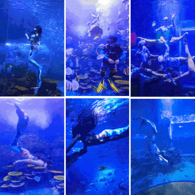 壁纸 海底 海底世界 海洋馆 水族馆 640_640 gif 动态图 动图