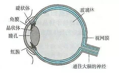 角膜和晶状体示意图