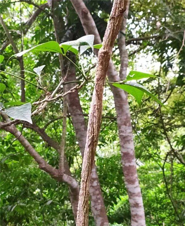 浅谈两种傣药植物"百解"