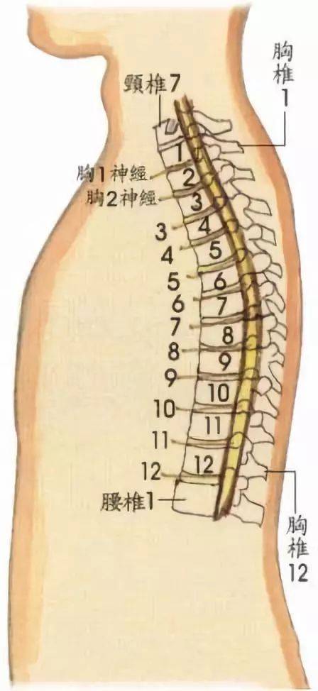 第二腰椎 l2 对应的身体部位和区域:阑尾 ,腹部,大肠,大腿.