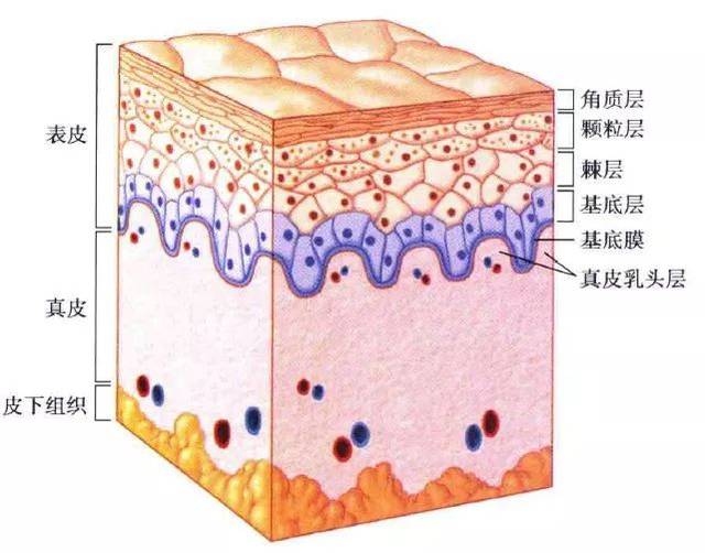 但每一层皮肤的作用和所需要的营养是不一样的!皮肤的组织结构有几层?