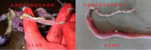 19种水禽常见疾病的诊断和防治(收藏版)
