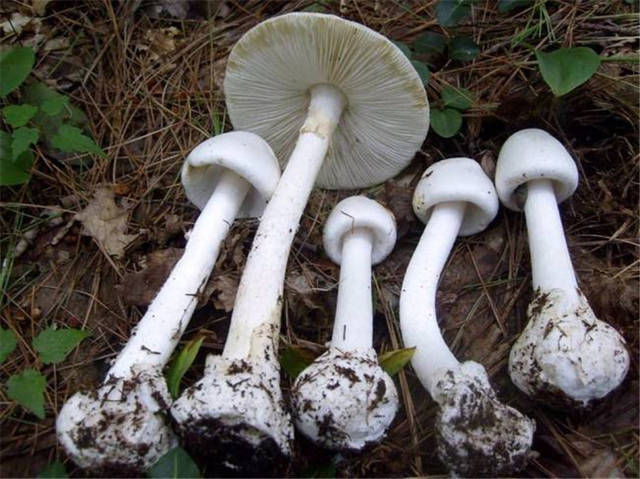 广州白云山现最毒蘑菇,是中国毒菇头号杀手,误食一两可使人致命