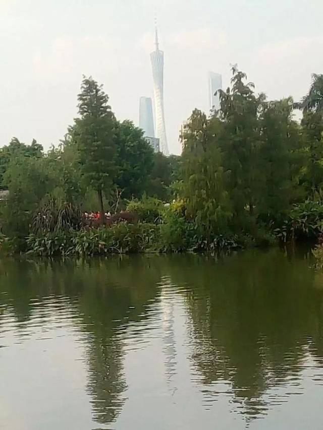 曾被老广遗忘的海珠湖,野鸭成群生态景色迷人,湖心岛将建海珠塔