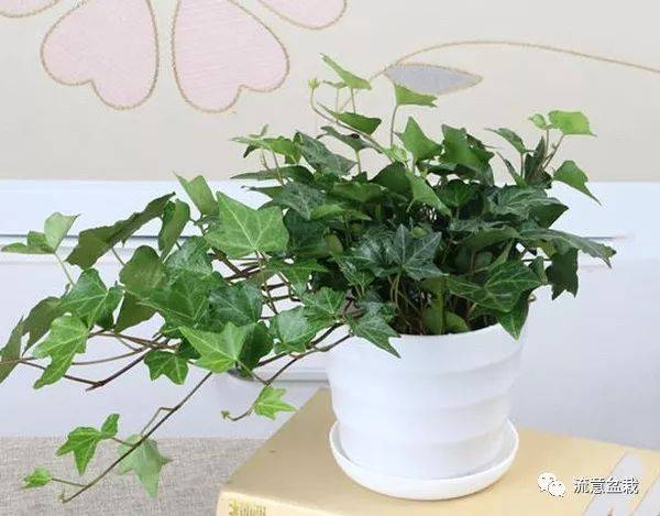 2,常春藤  常春藤属多年生常绿藤本植物,叶互生,其叶卵形或宽卵形