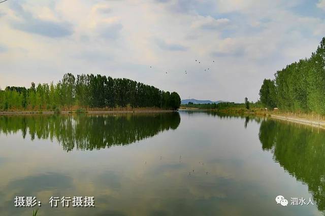 为拍摄荷花我们来到了被称为泗水"荷乡"的华村镇,并沿石莱河河畔来到