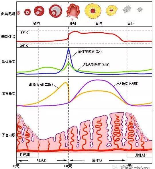 lh(即图2 月经周期示意图中的深蓝色曲线)的峰值水平,来预知是否排卵