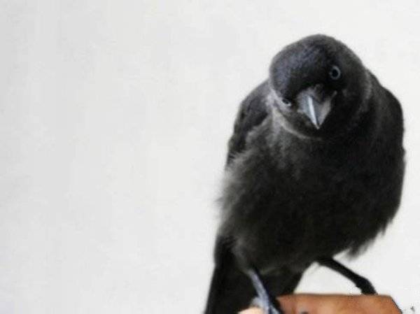世界上最聪明的鸟 秃鼻乌鸦智商超高