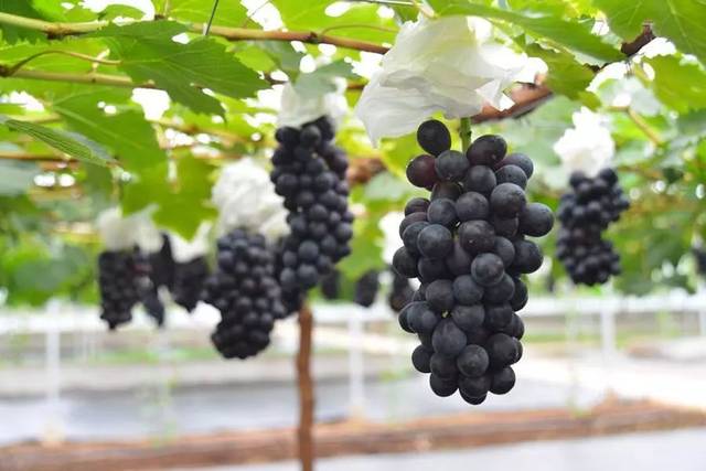 中国最好吃的葡萄品种之一 也有人叫它东方黑珍珠