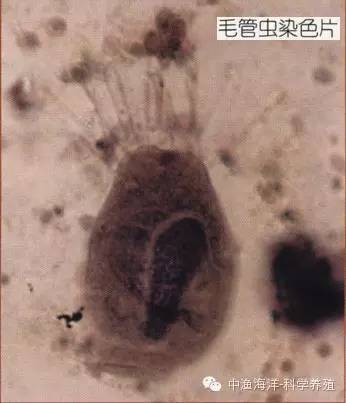 毛管虫寄生在鳃上