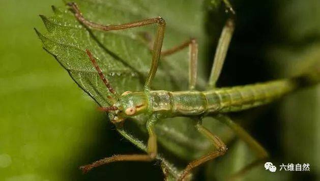 世上最罕有的昆虫:豪勋爵岛竹节虫一度被认为已灭绝!