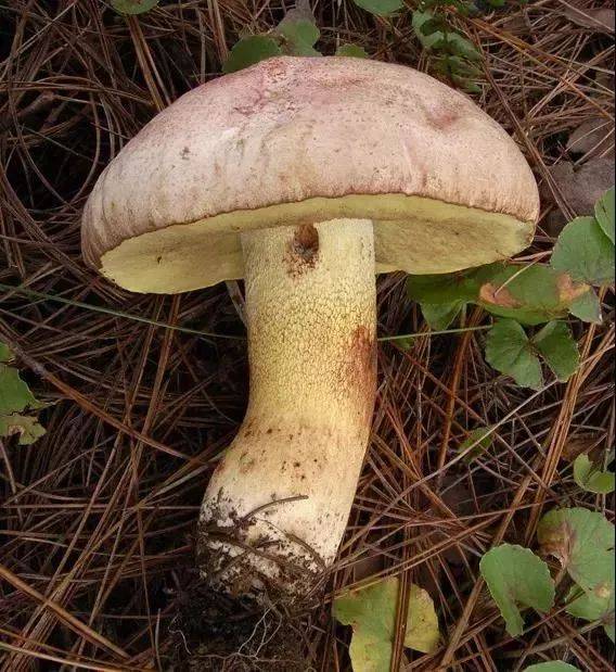 【健康】云南紧急预警:慎食野生菌!