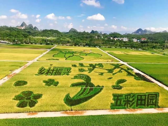 隆平高科杂交水稻示范基地