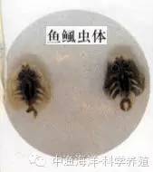 一键收藏|水产动物常见寄生虫图谱