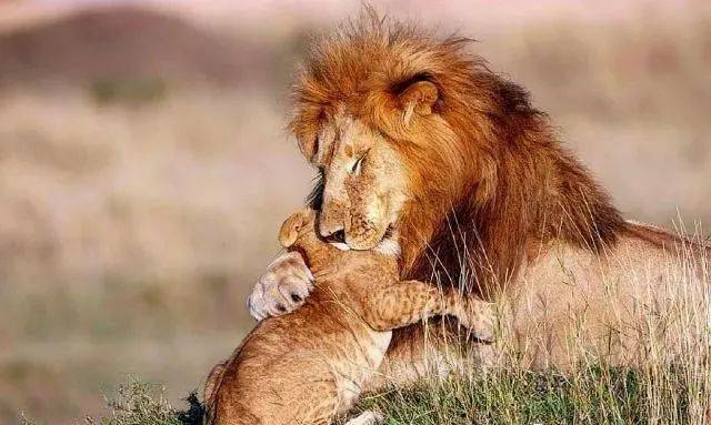 但这个狮子爸爸脸上居然有种慈父的感觉,你看这个这个狮子爸爸的神态