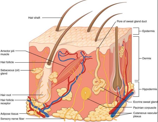 图|皮肤及毛囊结构(来源:bing)