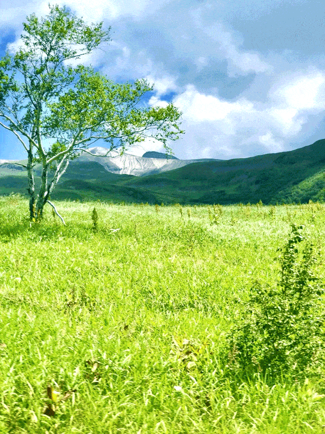 风景 植物 种植基地 桌面 640_853 竖版 竖屏 手机 gif 动态图 动